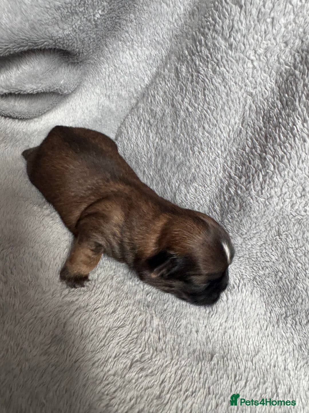Shih Tzu dogs for sale: NEW Beautiful shih tzu puppies!!  - Image 14
