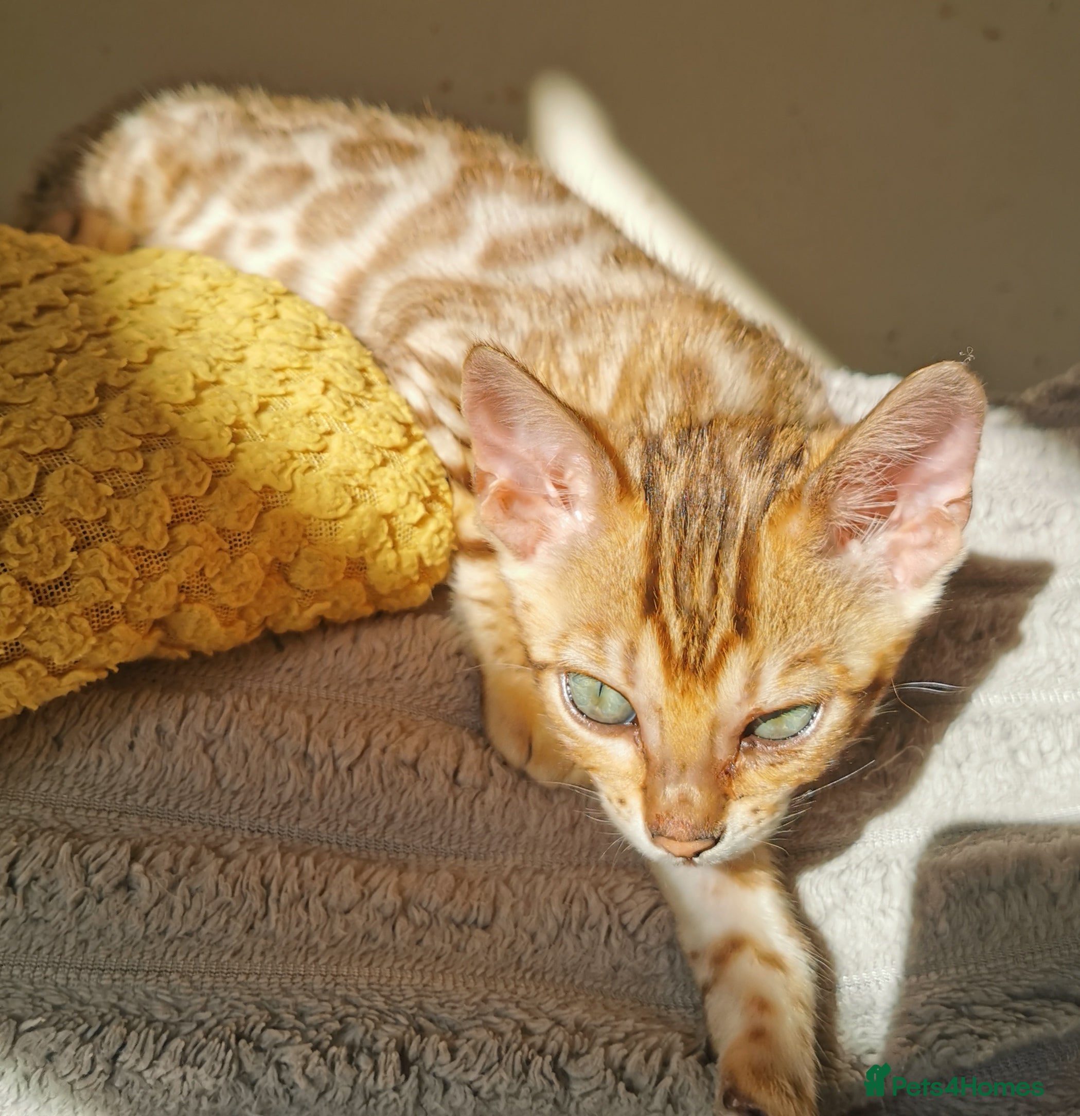 Bengal cats Stunning TICA Registered Bengal Kittens - Advert 2