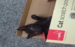 Mixed Breed cats for sale: 3 playful black kittens  - Image 3