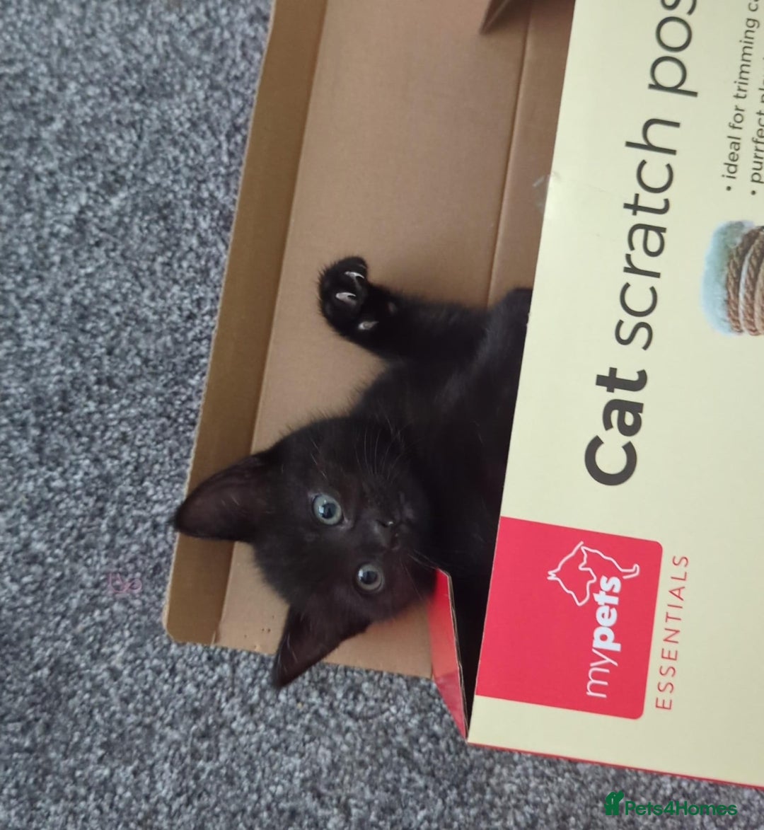 Mixed Breed cats for sale: 3 playful black kittens  - Image 3