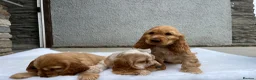 Cocker Spaniel dogs for sale: KC HEALTH TESTED show type cocker ⭐️  in Llanybydder - Advert 9