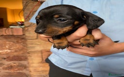 Dachshund dogs for sale: Miniature Dachshund Puppies   - Image 8