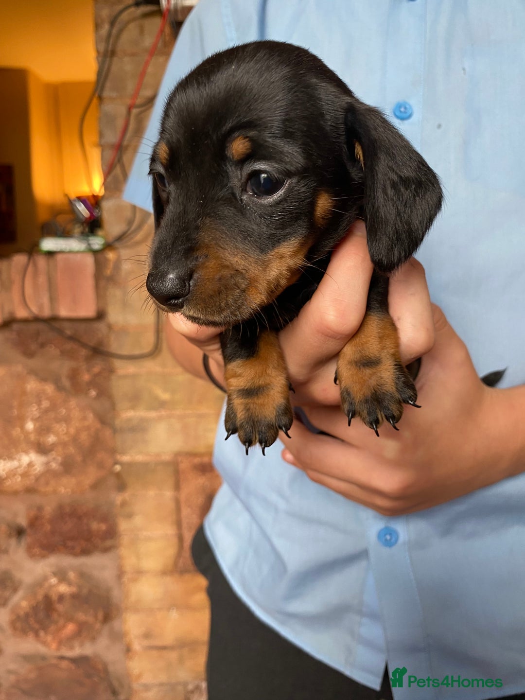 Dachshund dogs for sale: Miniature Dachshund Puppies   - Image 8