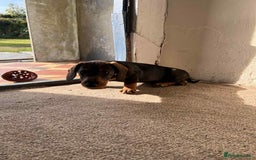 Dachshund dogs for sale: Wired haired dachshund  - Image 2