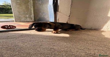 Dachshund dogs - Advert 4