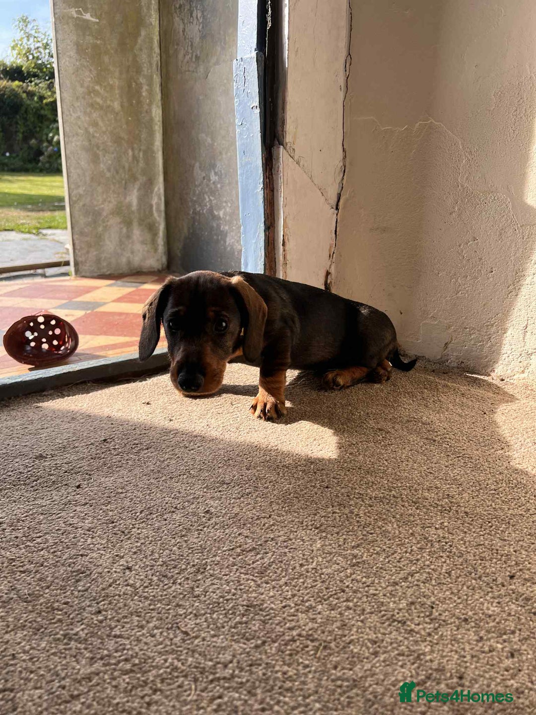 Dachshund dogs for sale: Wired haired dachshund  - Image 2