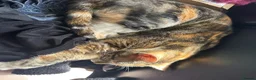 Mixed Breed cats for sale: Beautiful kittens - Advert 25