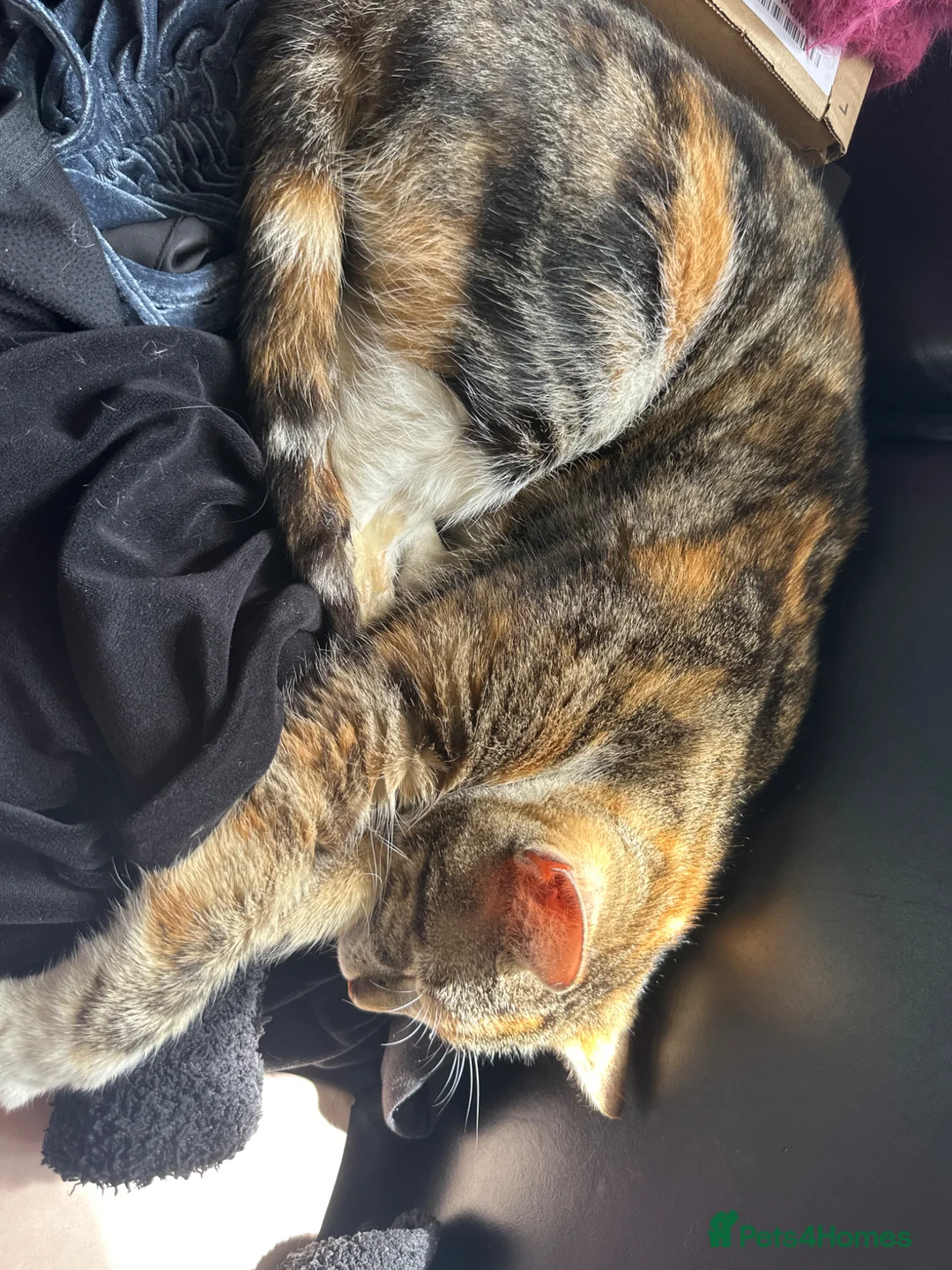 Mixed Breed cats for sale: Beautiful kittens - Advert 25