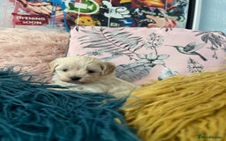Maltipoo dogs for sale: ❤️XS TOY MALTIPOOS❤️ - Image 7
