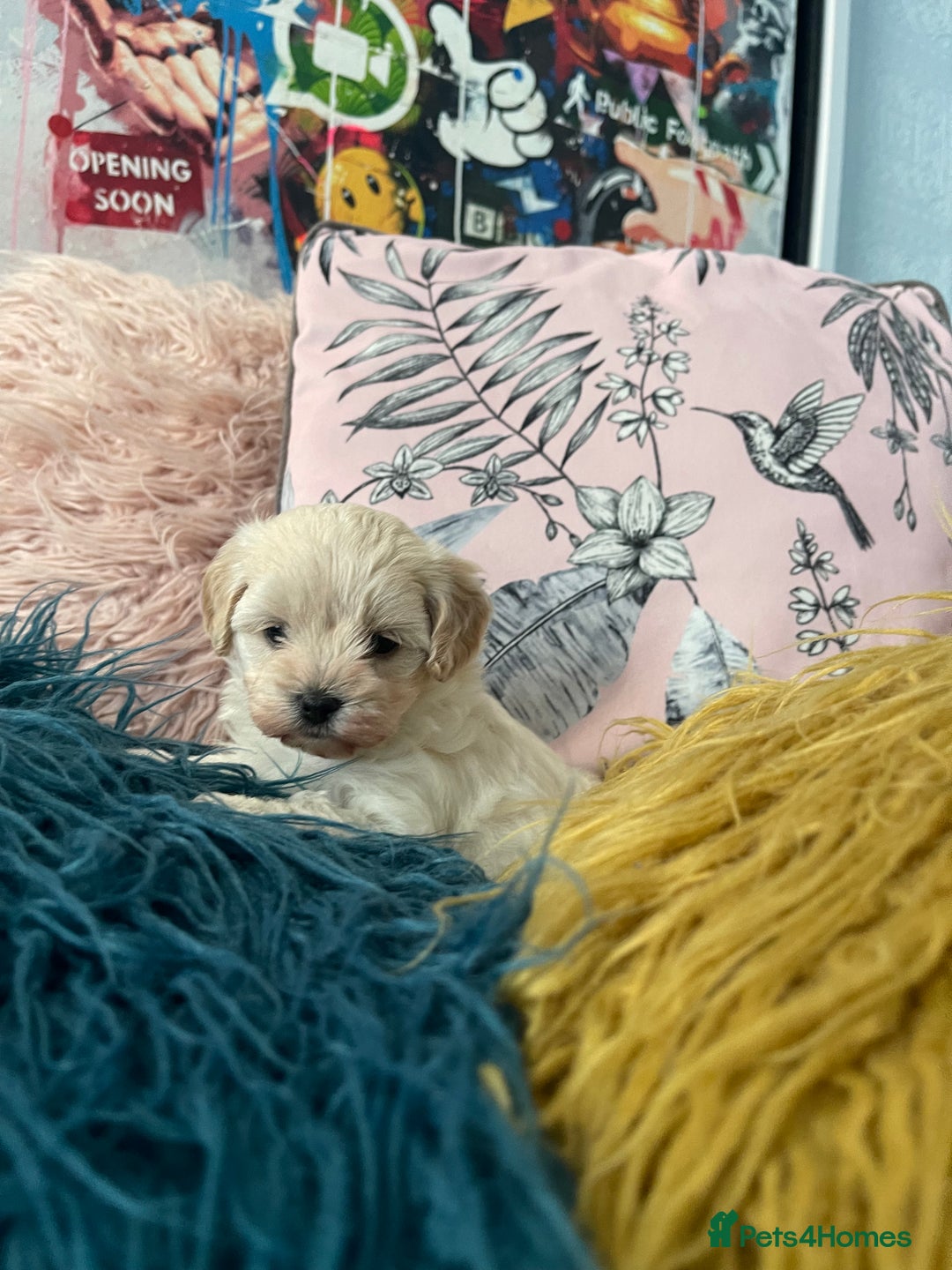 Maltipoo dogs for sale: ❤️XS TOY MALTIPOOS❤️ - Image 7