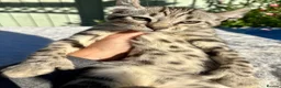 Keetso cats for sale: Awesome rare silver polydactyl female  - Advert 24
