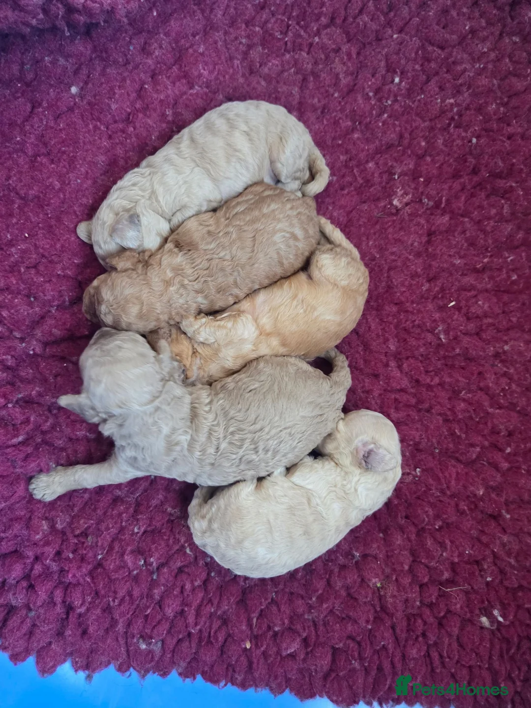 Cockapoo dogs for sale: Superb cockapoo puppies 5✨️ coucil registered in Leeds - Advert 12