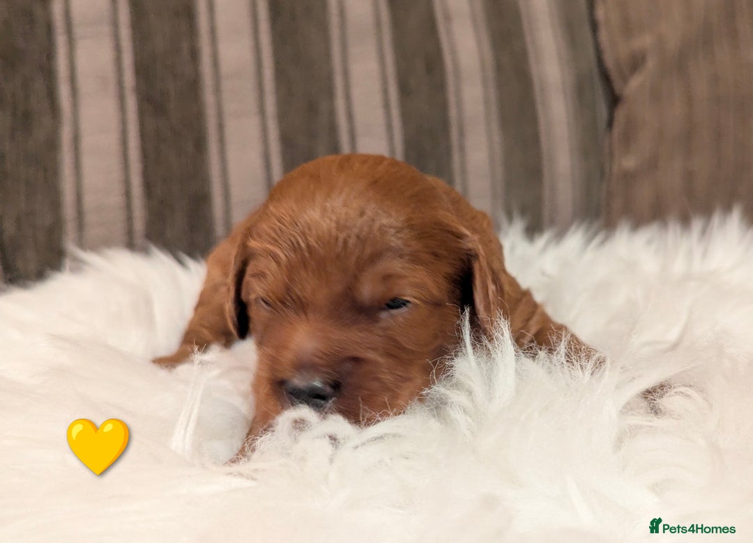 Cavapoo dogs for sale: Beautiful Cavapoo Puppies Available - Advert 14