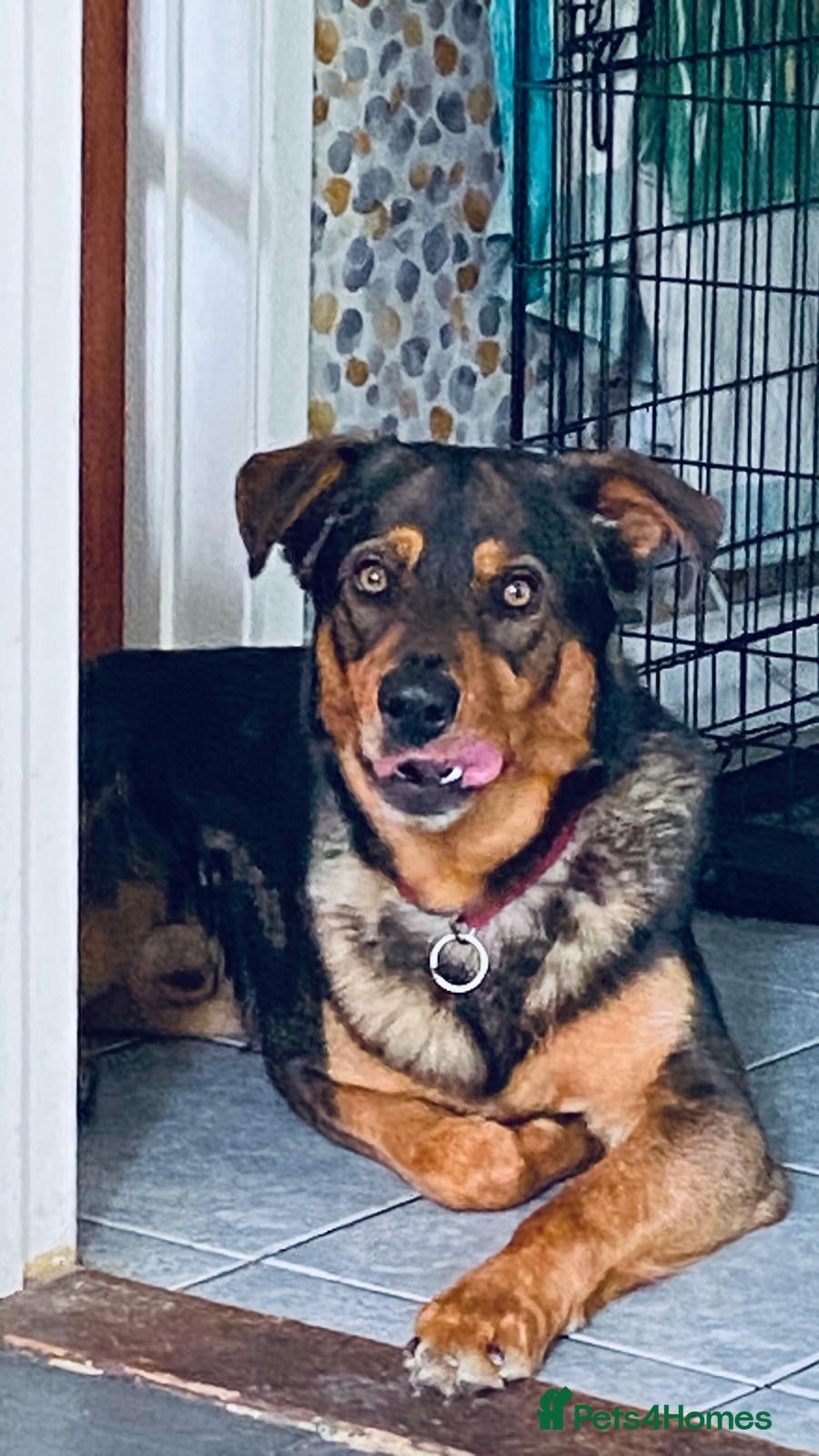 Mixed Breed dogs 3 Year old dog for sale  - Advert 2