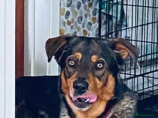 Mixed Breed dogs 3 Year old dog for sale - Advert 2