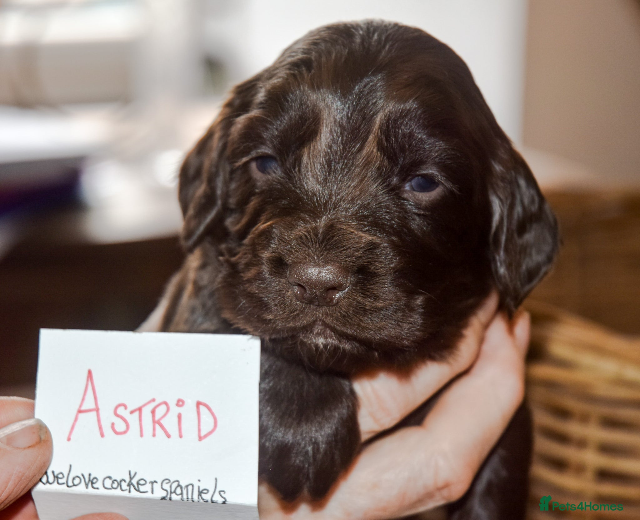 Cocker Spaniel dogs KC Reg Cocker Licensed Breeder 19 years - Advert 12