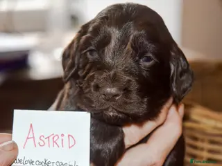 Cocker Spaniel dogs KC Reg Cocker Licensed Breeder 19 years - Advert 12