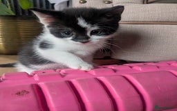 Mixed Breed cats for sale: Gorgeous fluffy kittens - Image 7