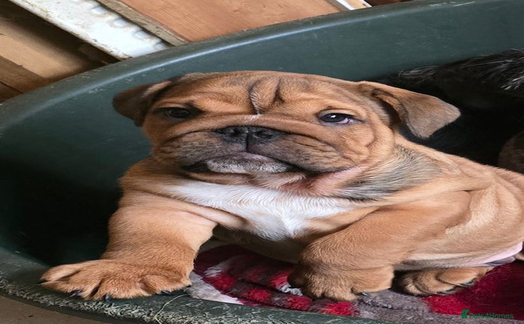 English Bulldog dogs - Advert 1