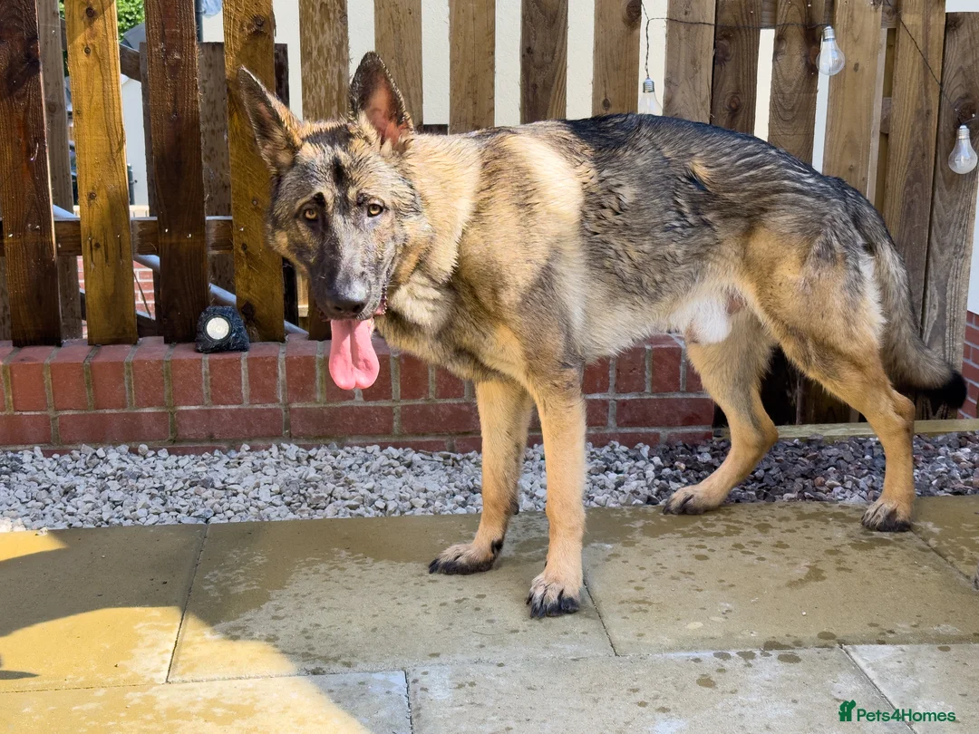 German Shepherd dogs for sale: 4 Year Old Thor in Bridgend - Advert 3