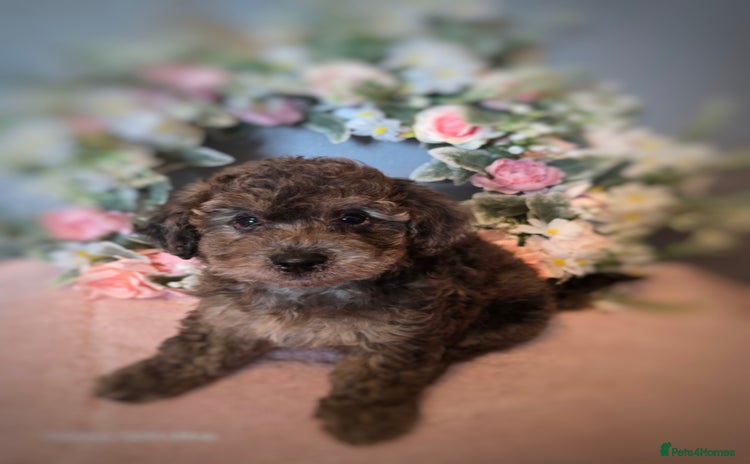 Maltipoo dogs - Advert 1