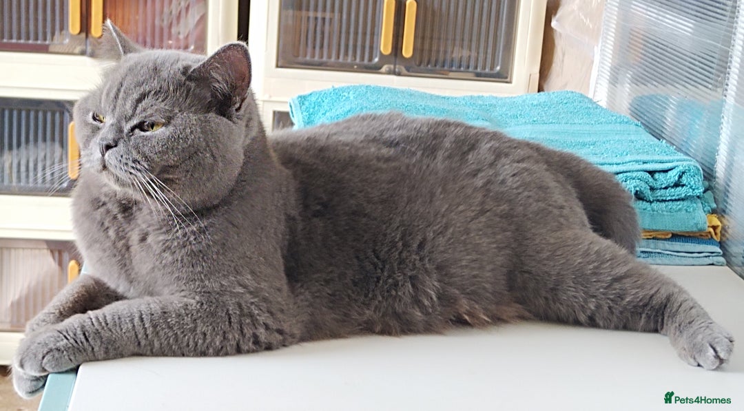 British Shorthair cats for sale: Gccf active registered blue BSH queen - Image 3