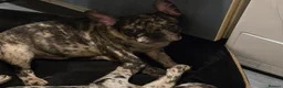 French Bulldog dogs for sale: Beautiful Frenchies Puppy's For Sale  - Advert 9