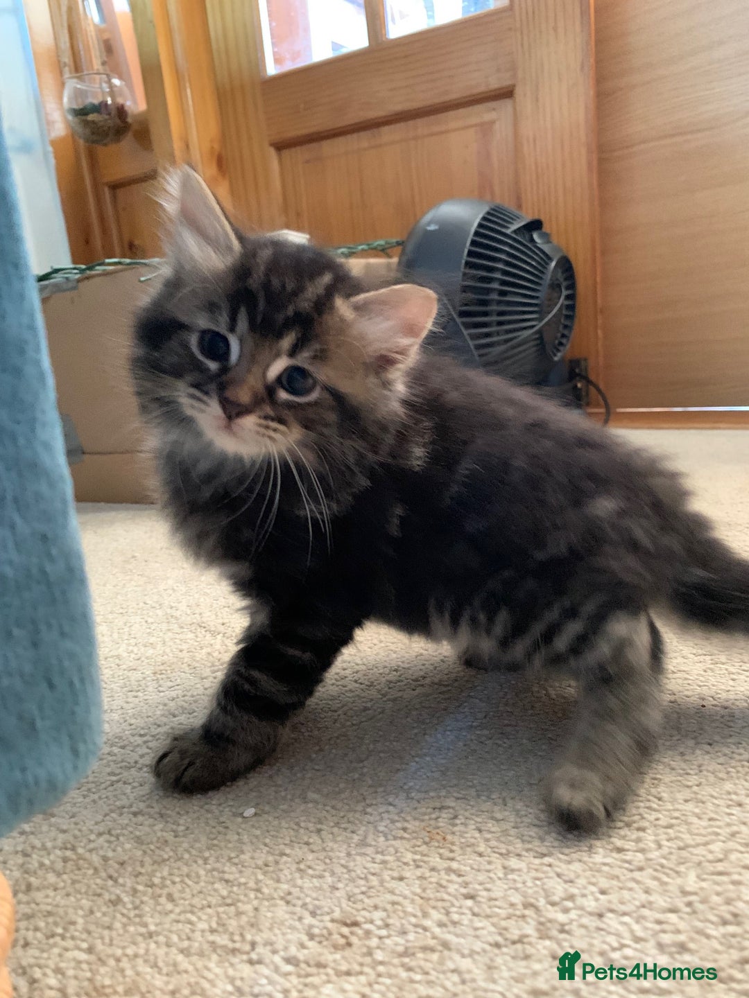 Mixed Breed cats for sale: Kittens for Sale - Image 7