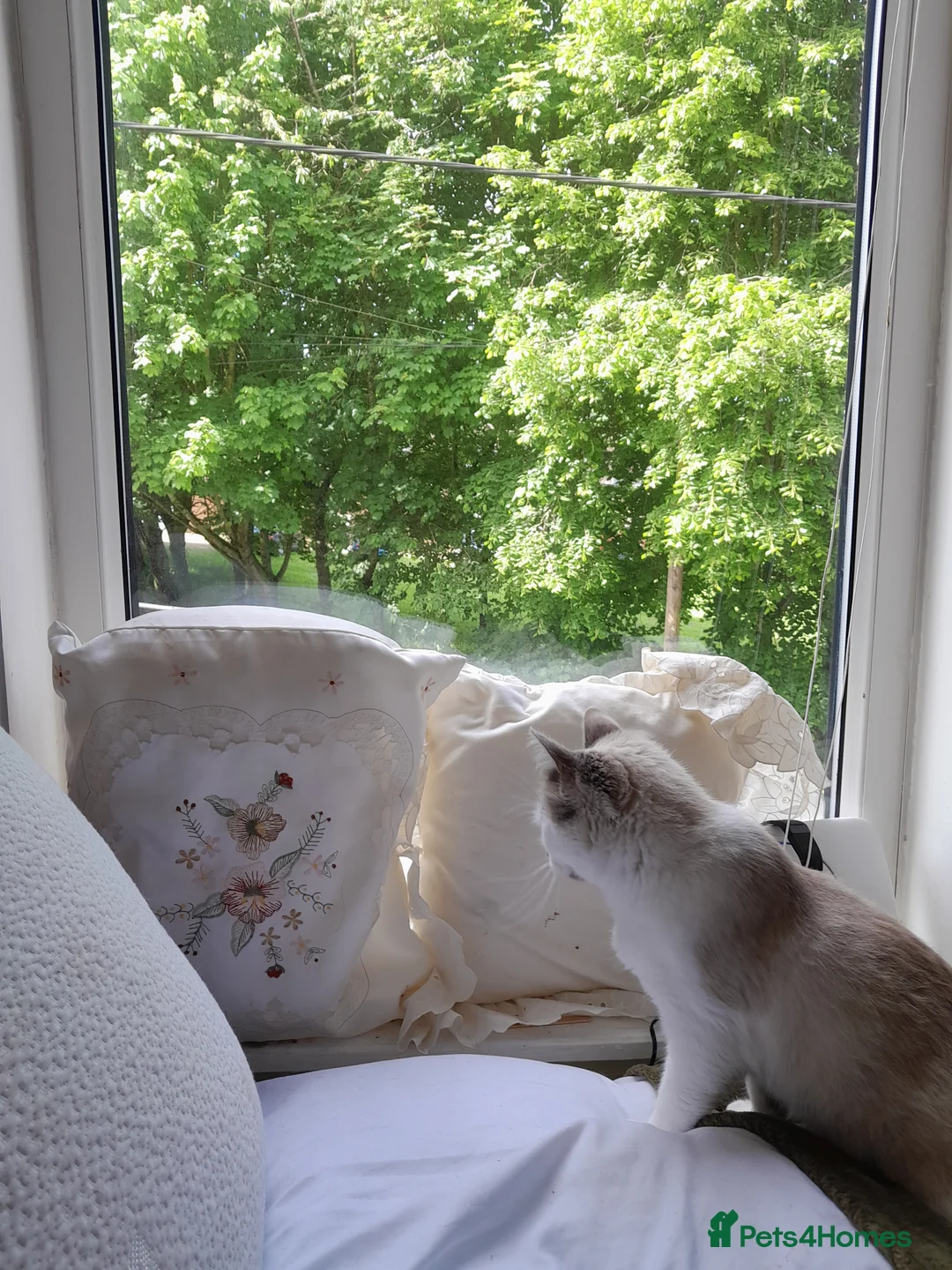 Siamese cats for sale: Blue and white kittens mum is siamese cross in Ferryhill - Advert 10