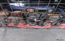 Cocker Spaniel dogs for sale: Working Cocker Spaniels  - Image 14