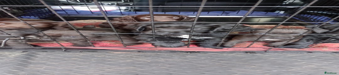 Cocker Spaniel Puppy 3