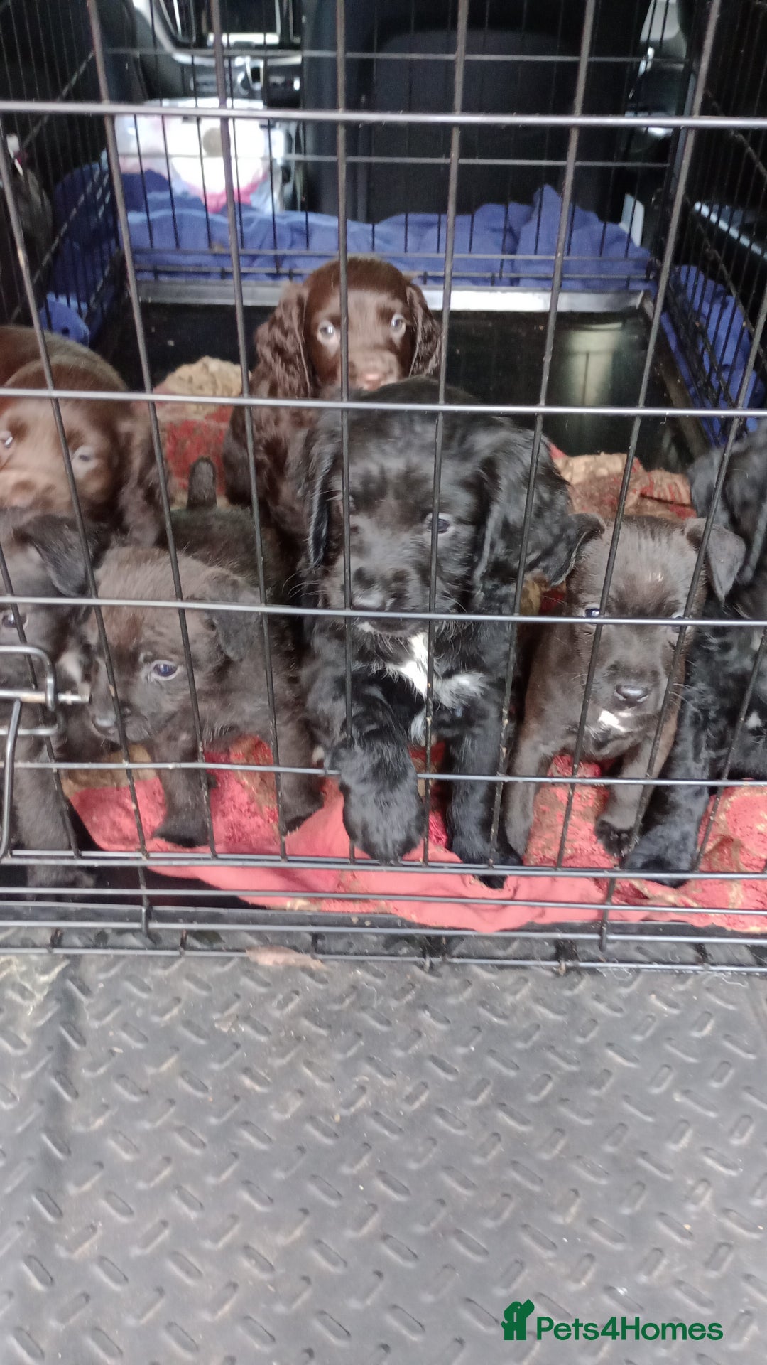 Cocker Spaniel dogs for sale: Working Cocker Spaniels  - Image 14