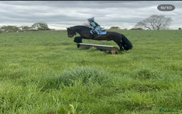 Fell horses for sale: Basil 13.2 registered fell gelding  - Image 4