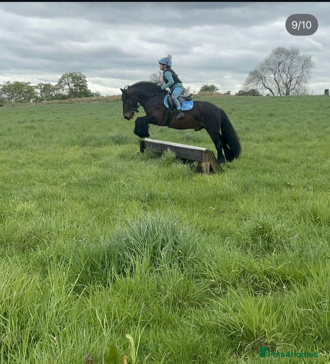 Fell horses for sale: Basil 13.2 registered fell gelding  - Image 4