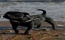 Staffordshire Bull Terrier dogs for stud: Black and blue studs - Image 3