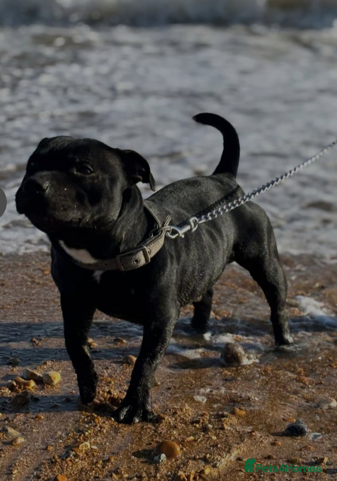 Staffordshire Bull Terrier dogs for stud: Black and blue studs - Image 3