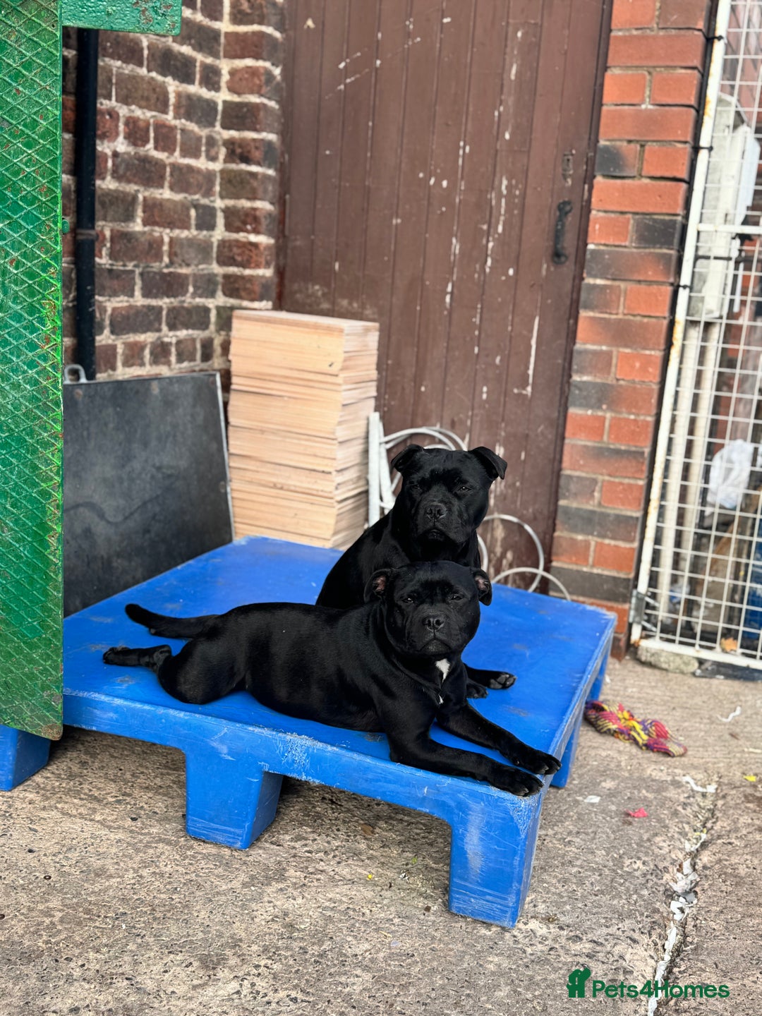 Staffordshire Bull Terrier dogs for sale: Black to blue health tested Staffords - Advert 3