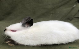 Netherland Dwarf rabbits for sale: Netherland Dwarf Himalayan  - Image 3