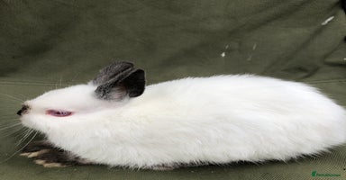 Netherland Dwarf rabbits - Advert 3