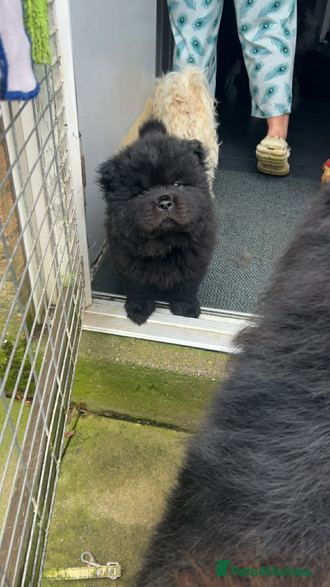 Chow Chow dogs for sale: Rough Coat Chow Chow Puppies in Peterborough - Advert 15
