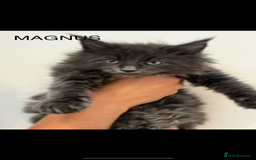 Maine Coon cats for sale: STUNNING MAINE COON KITTENS BLUE SMOKE (tica reg ) - Image 5