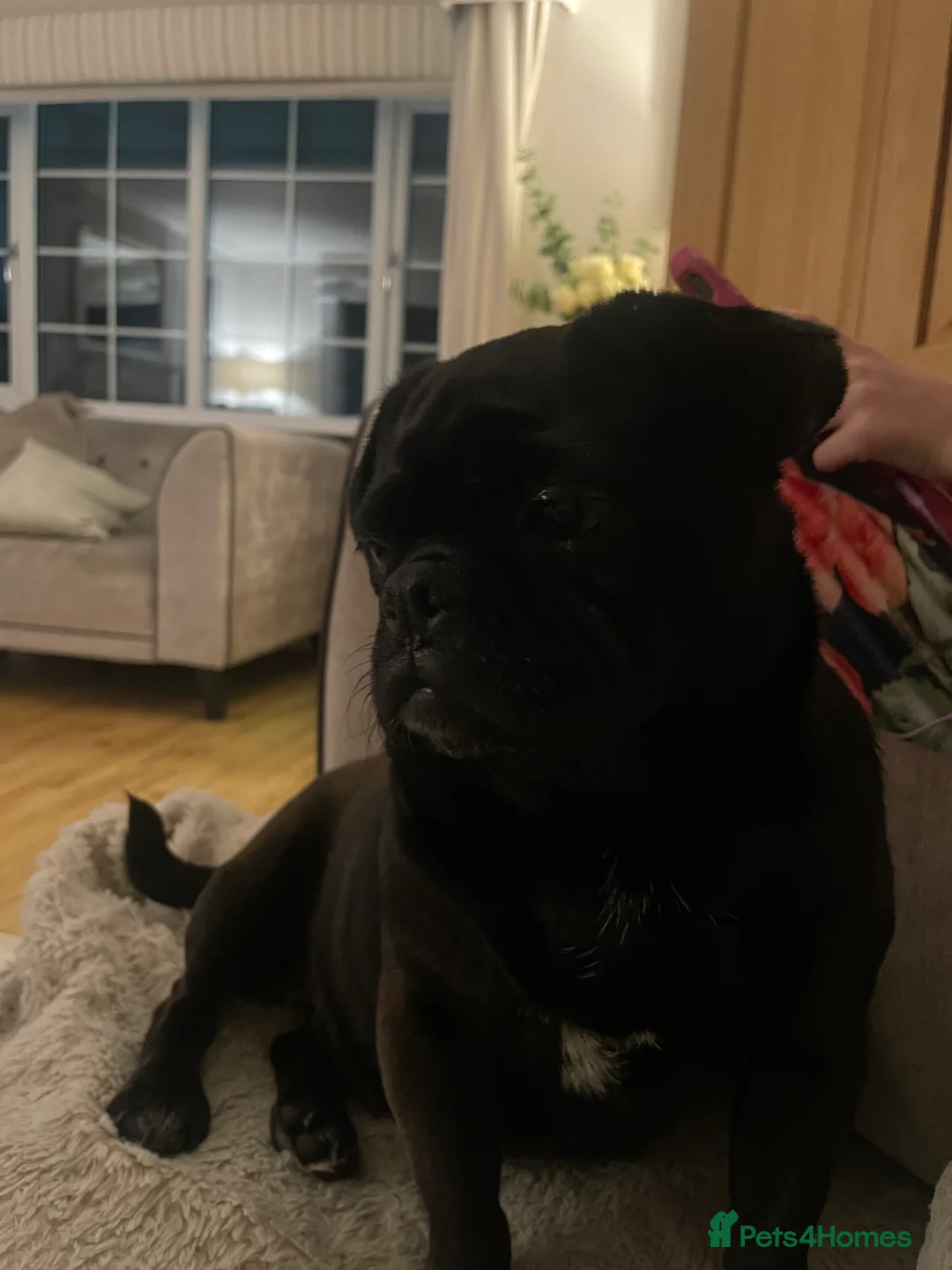 Pug dogs for sale: Lola, black girl pug  - Advert 2