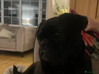 Pug dogs Lola, black girl pug - Advert 3