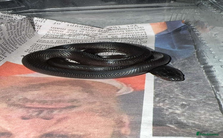 King Snake reptiles - Advert 1