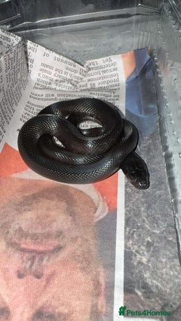 King Snake reptiles - Advert 1