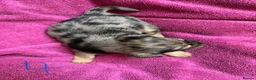 Chorkie dogs for sale: Chorkie Merle puppies ready from 5th March  - Advert 9