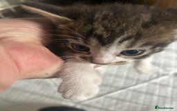Mixed Breed cats for sale: Adorable kittens waiting for a good home - Image 4