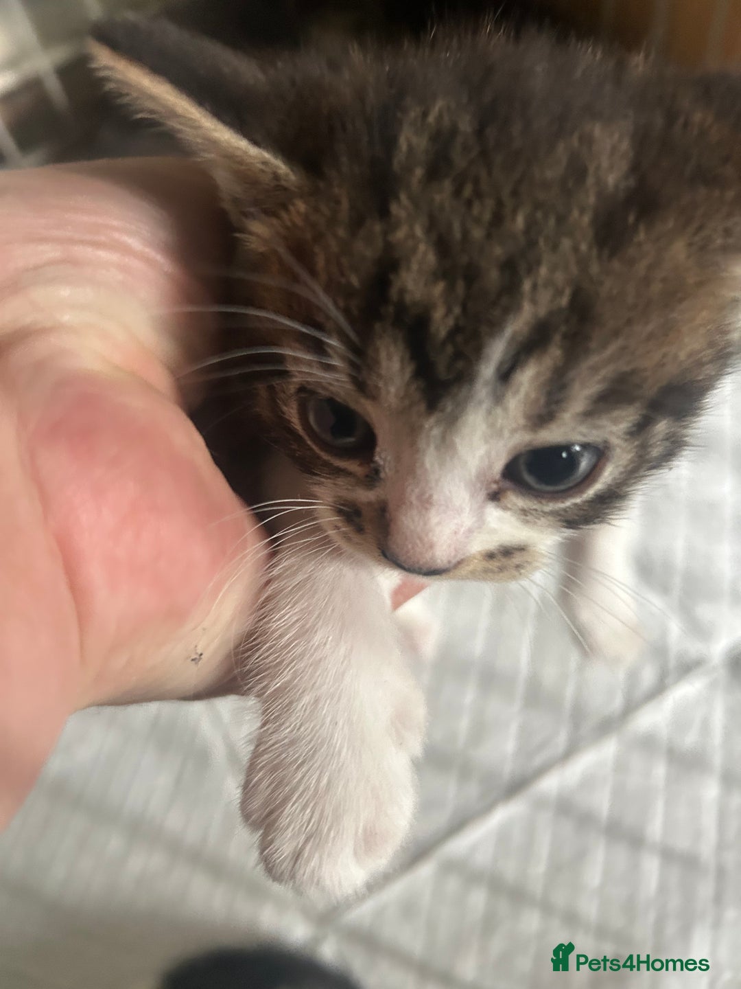 Mixed Breed cats for sale: Adorable kittens waiting for a good home - Image 4