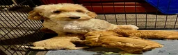 Cockapoo dogs for sale: Fully Health Tested, Show-Type Cockapoo Puppies - Advert 15