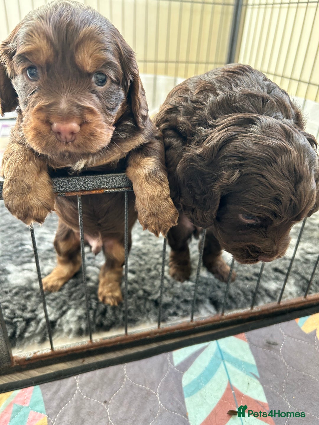 Cocker Spaniel dogs for sale: Beautiful cocker spaniel pups  - Advert 5
